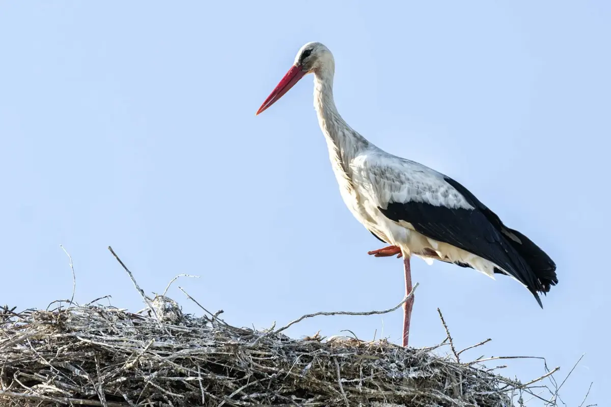 As cegonhas estão em Portugal, a nidificar, entre março e outubro