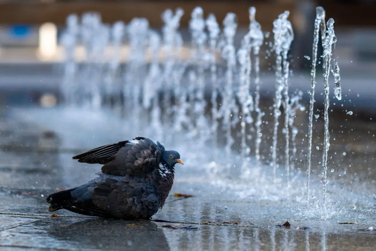 Desde 1931, foi o quinto mês de agosto mais quente