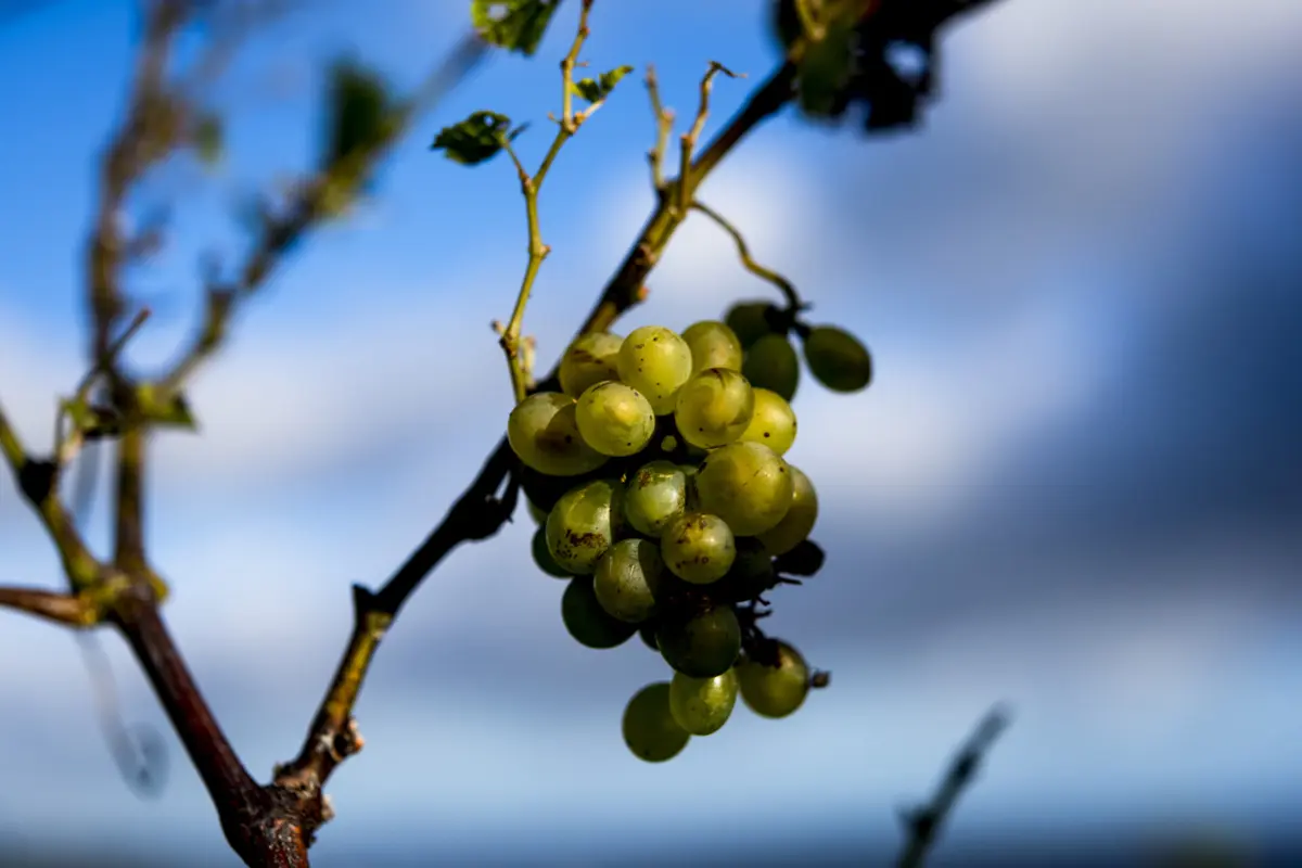 Produtores apostam na produção de vinhos sem álcool para conquistarem os mais jovens