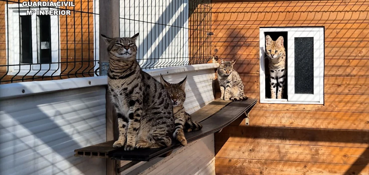 Imagem de contexto do artigo Casal vendia tigres brancos, leopardos negros e felinos híbridos pelas redes sociais