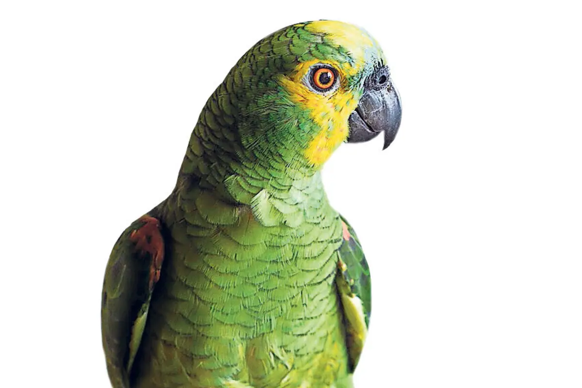 Imagem de contexto do artigo Militar julgado por se apropriar de papagaio deixado na GNR