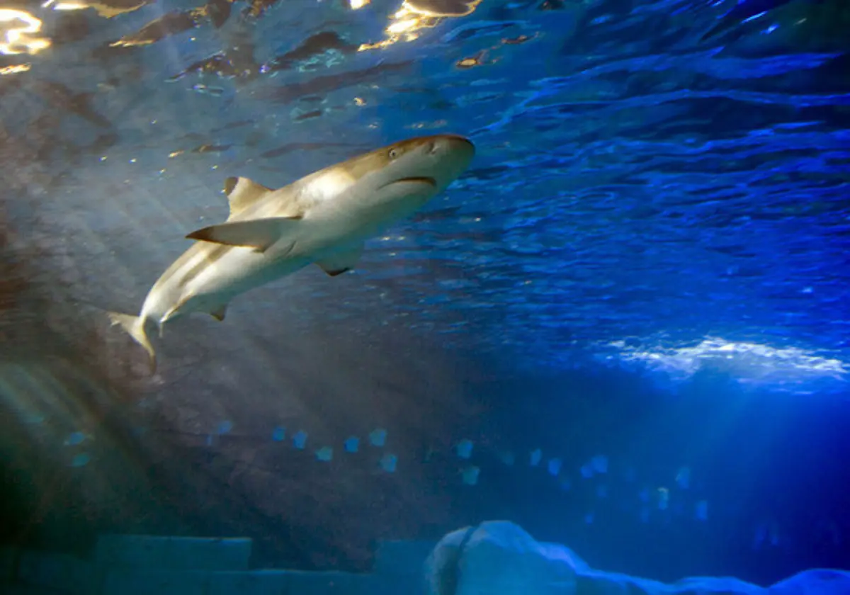 Cerca de 90% das espécies de tubarões estão em águas europeias.