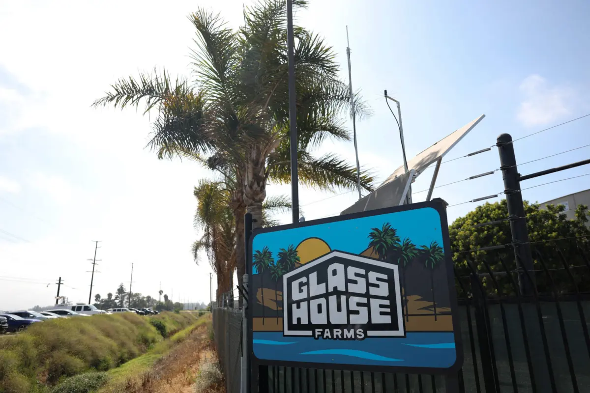 Durante a rusga, multidões de pessoas reuniram-se no exterior da Glass House Farms