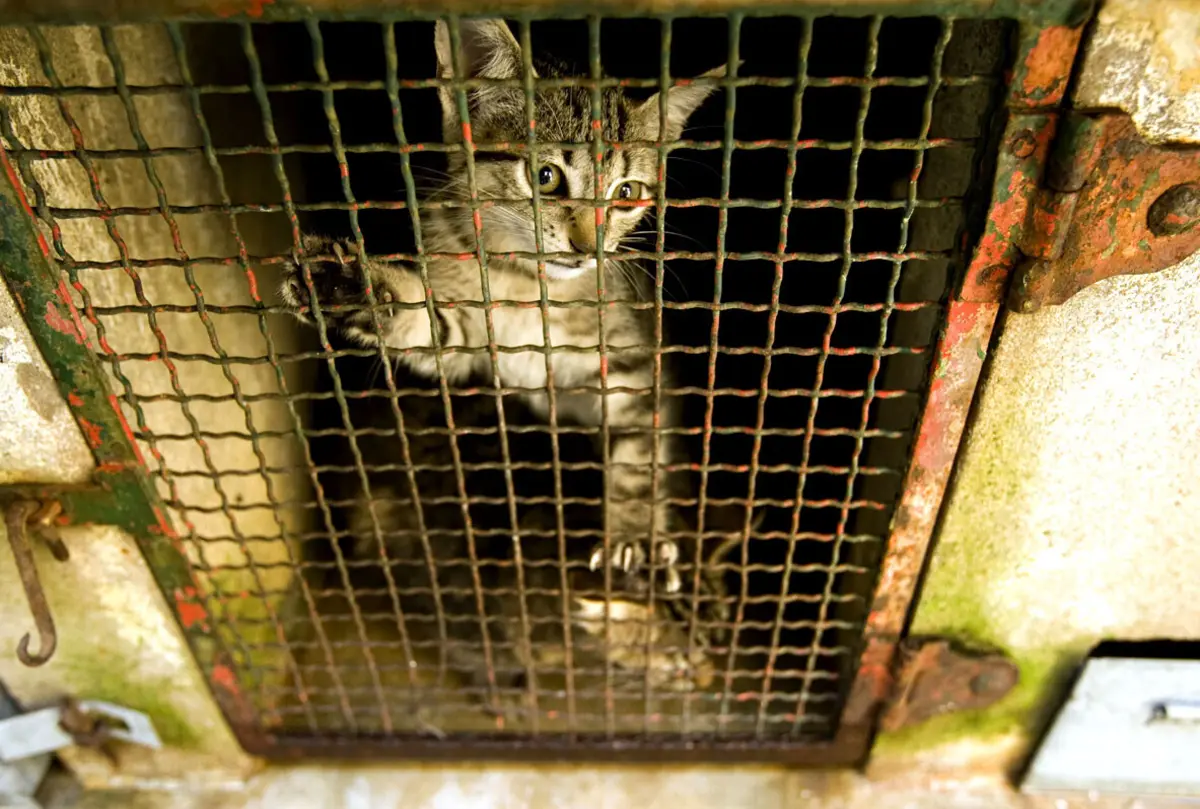 Imagem de contexto do artigo Investigada morte de 16 gatos em centro de recolha de Vila Franca de Xira