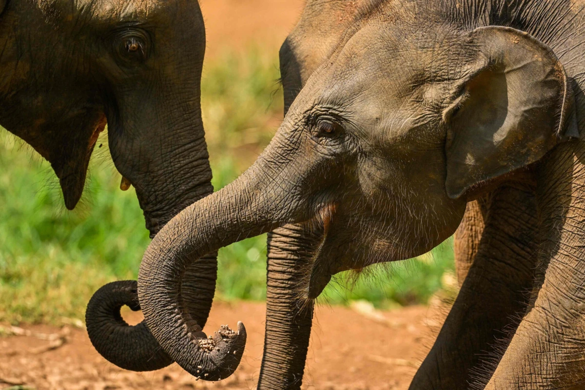 Estudo de presas ajudam a identificar elefentes usados na guerra há muitos séculos