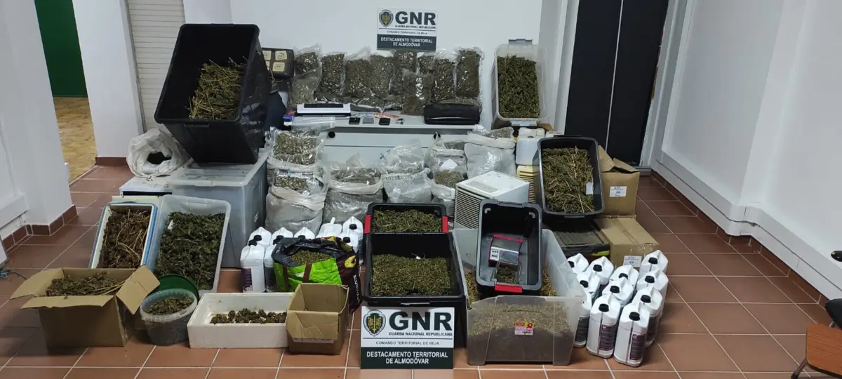 GNR exibiu a canábis e os outros artigos apreendidos aos suspeitos