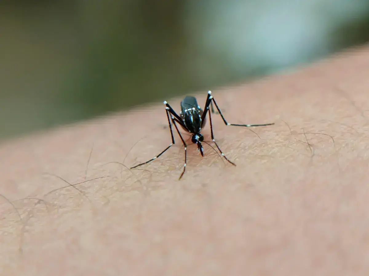 As autoridades de saúde pública já recolheram amostras do mosquito