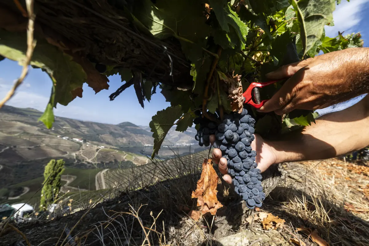 Terminar com a importação de mostos e vinhos do estrangeiro é uma das medidas defendidas