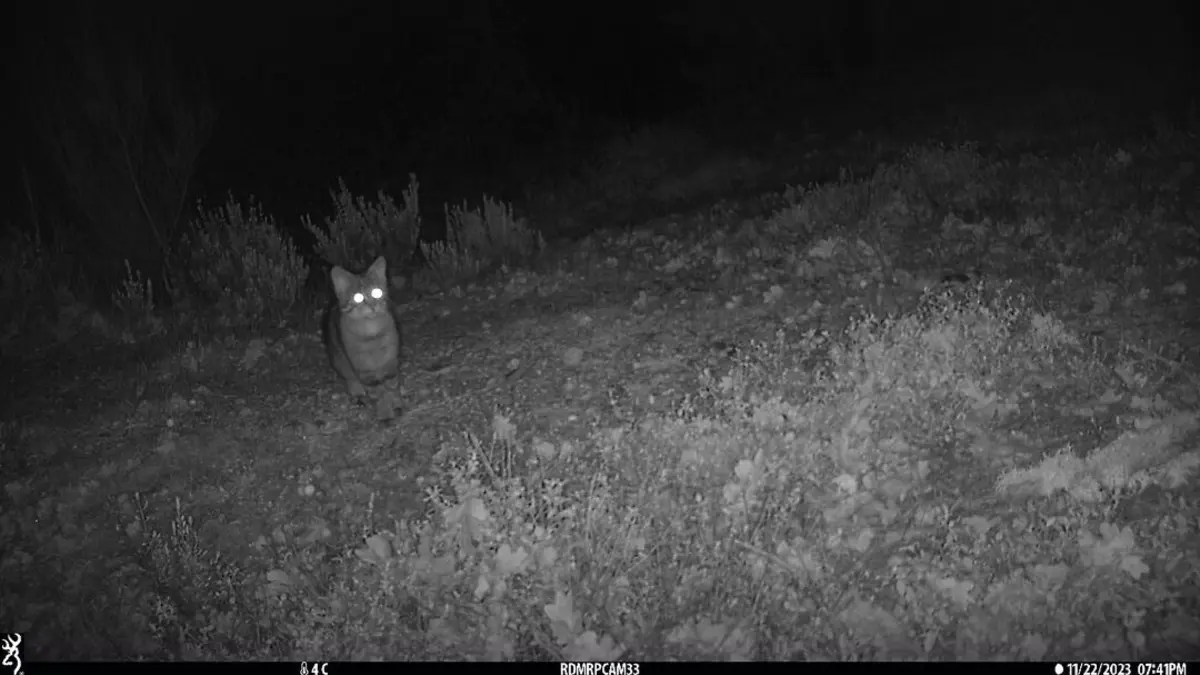 Imagem de contexto do artigo Registado um gato-bravo na região do Vale do Côa pela primeira vez em 30 anos