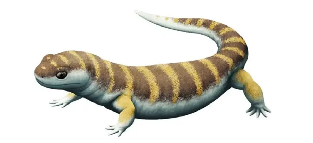 A nova espécie, 'Marmoretta drescherae', pertence ao género 'Marmoretta'