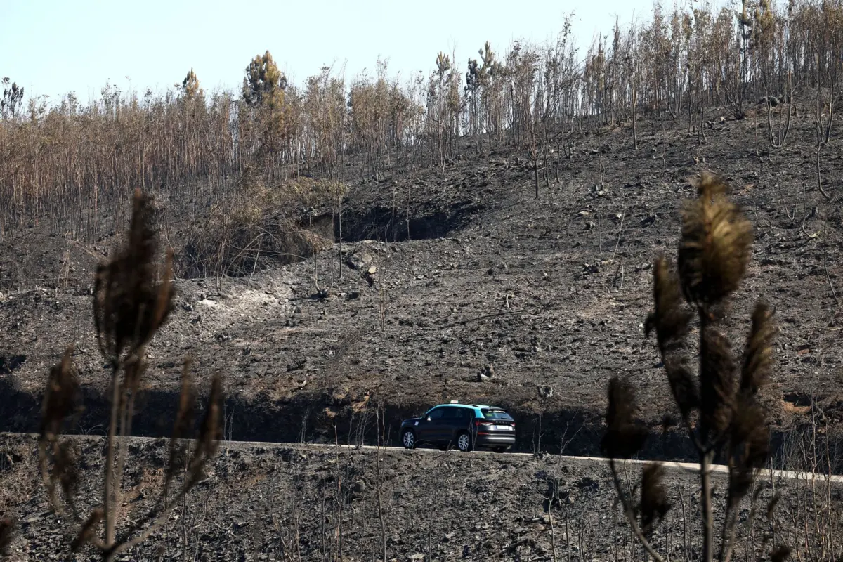 Área ardida este ano supera total do ano passado