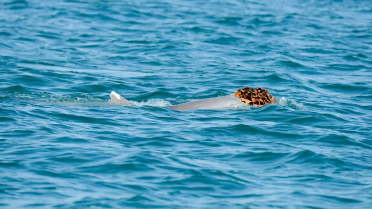 CREATOR: gd-jpeg v1.0 (using IJG JPEG v80), quality = 82