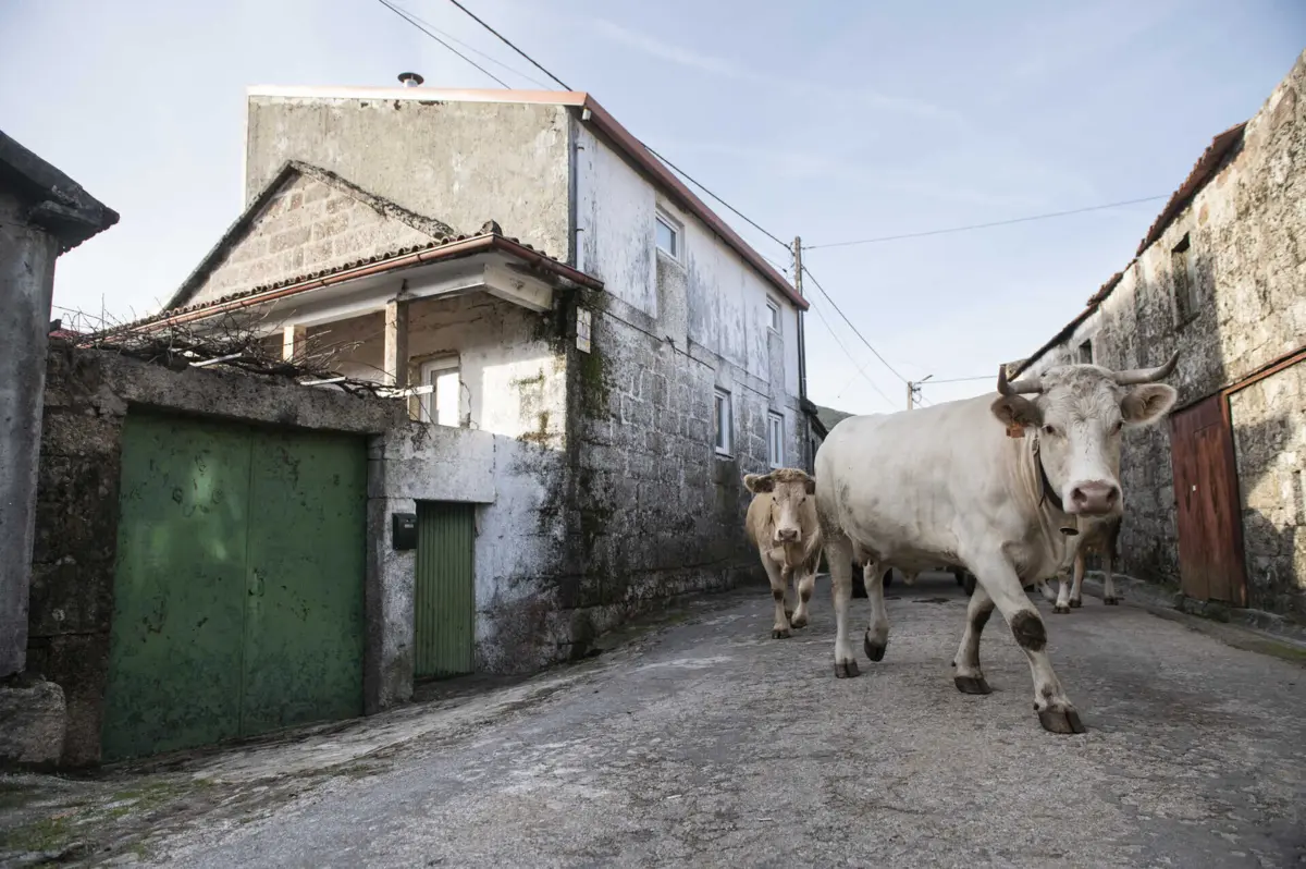 Casa onde foragido vivia fica numa zona de passagem de vacas