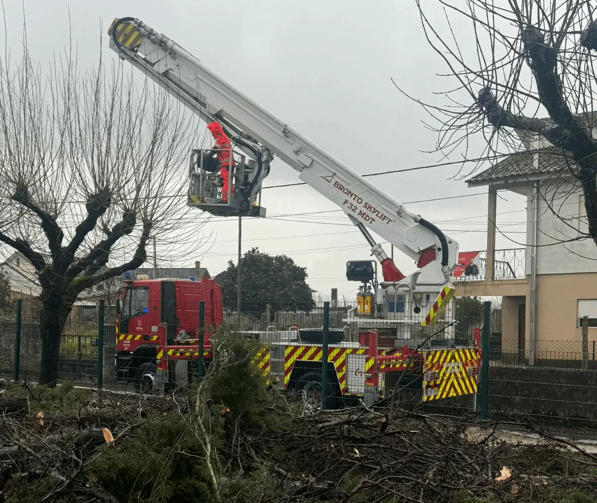 Autoridades estão a proceder à remoção da árvore