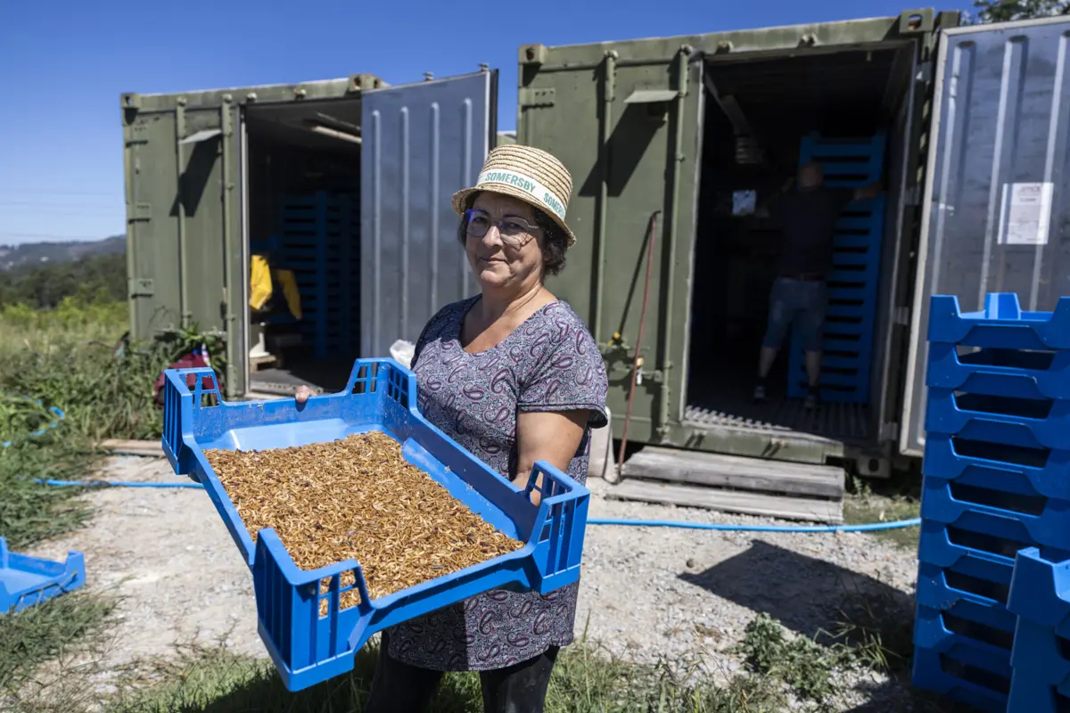 Maria da Luz nunca sonhou que um dia iria engordar larvas para alimentação humana na sua quinta de Piares
