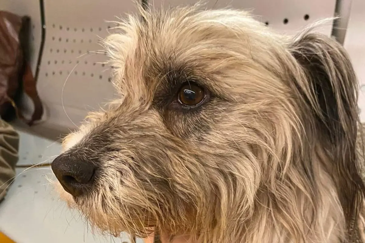 Imagem de contexto do artigo Encontrado em Gaia cão desaparecido há um ano de Macedo de Cavaleiros