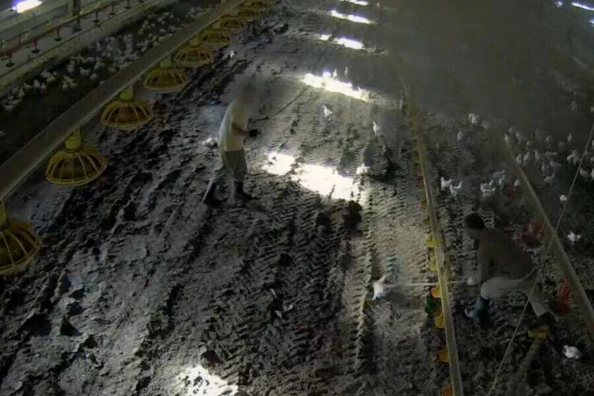 Organização Frente Animal divulgou imagens que mostram maus-tratos e violência contra animais, que terão sido captadas numa exploração avícola da Lusiaves