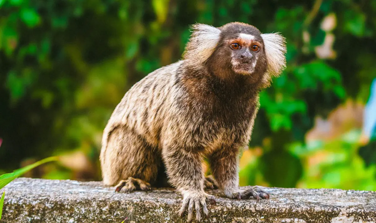 Imagem de contexto do artigo Investigadores descobrem que macacos saguis têm nomes