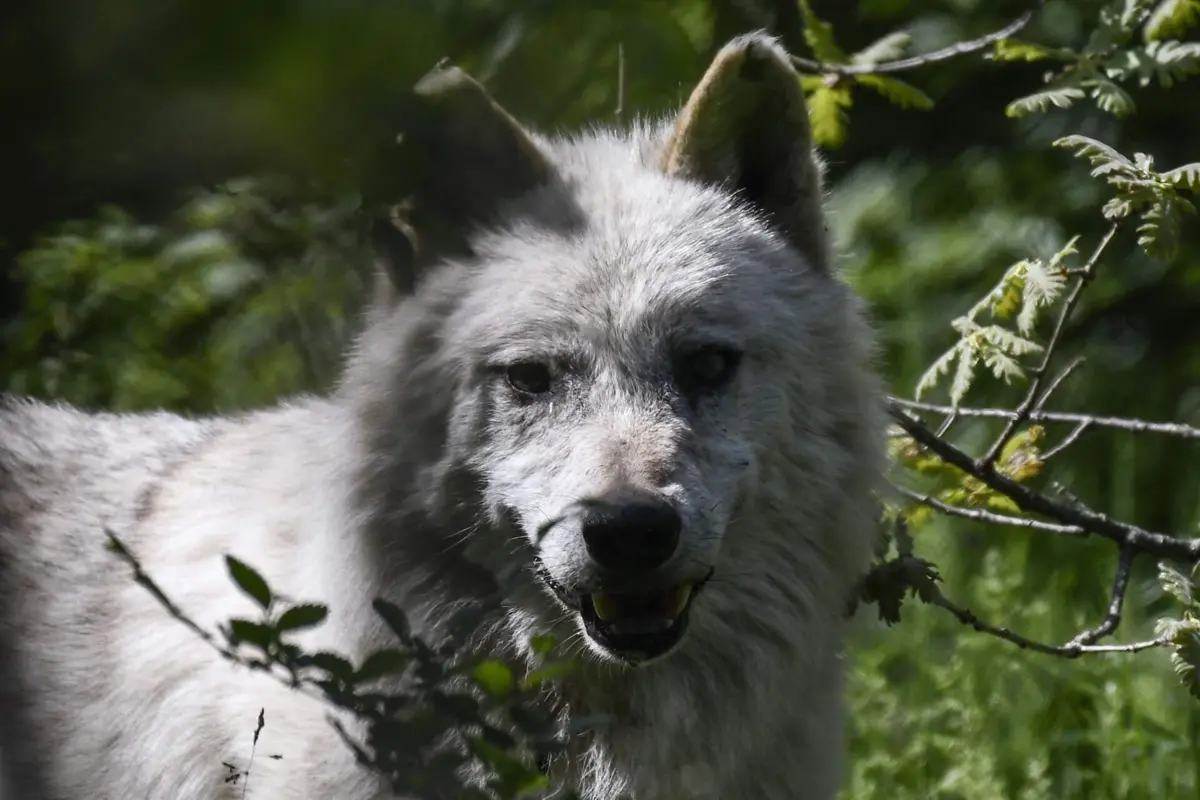Análise genética revelou que o animal é composto por 45% de lobo e 55% de cão
