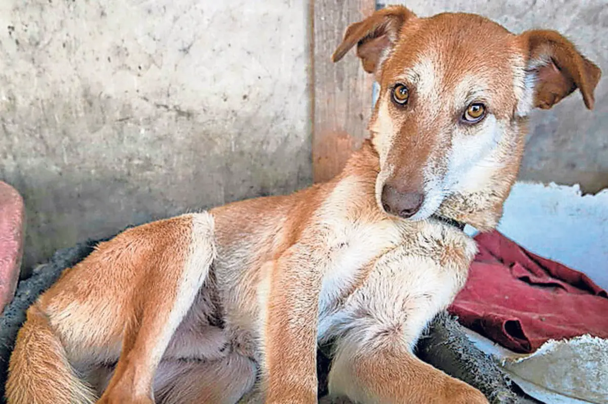 Matar um cão pode custar até dois anos de prisão