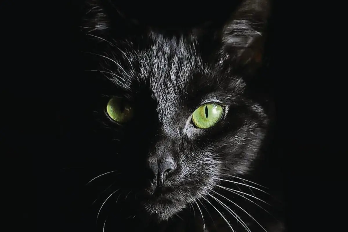 Os gatos pretos são um alvo primordial em rituais satânicos, explica uma das associações