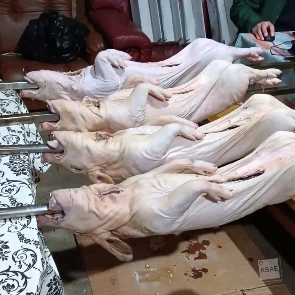 ASAE apreendeu 2,5 toneladas de produtos cárneos, incluindo carcaças de leitões e borregos