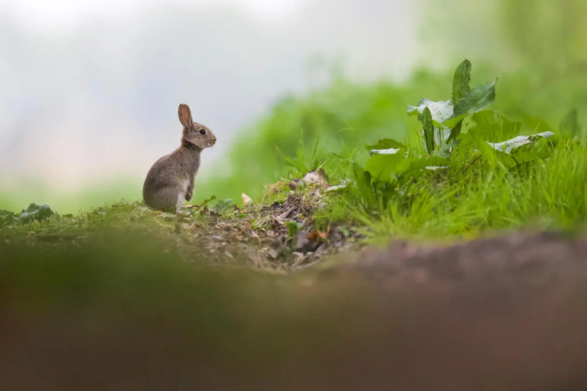 Imagem de contexto do artigo Projeto nacional quer devolver vida à Natureza