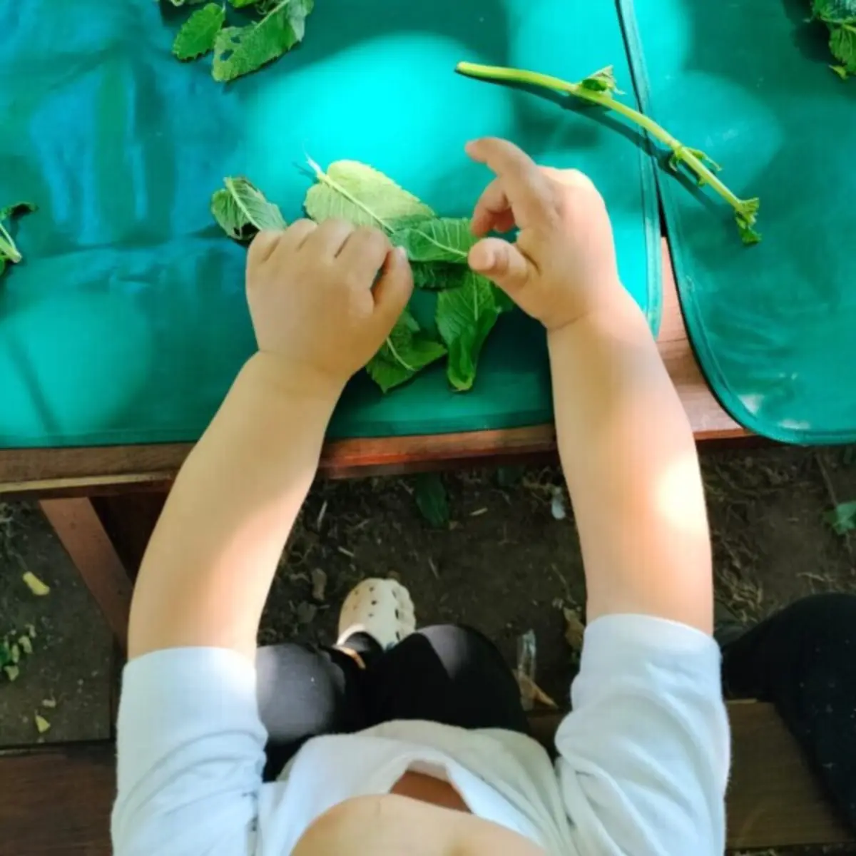 Imagem de contexto do artigo Plantas, oficinas, cozinhar com plantas: há festa na Quinta Pedagógica de Braga