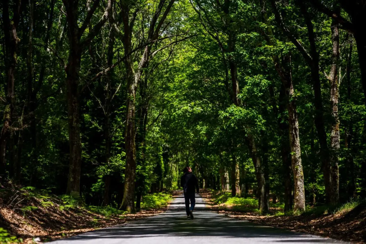 Floresta gera diversos serviços, como o sequestro de carbono e a promoção da biodiversidade