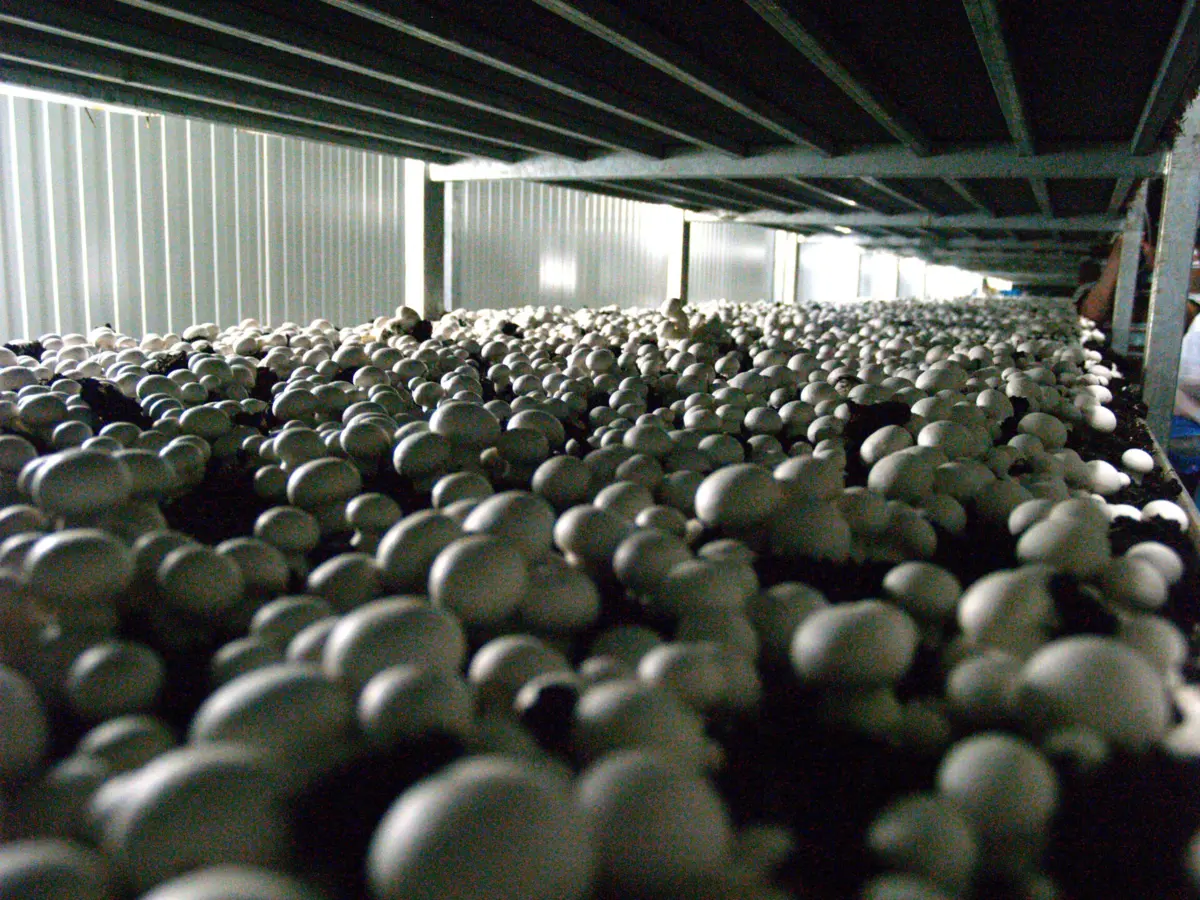 Empresa tem cerca de 300 trabalhadores, a maioria mães e jovens imigrantes precárias, alerta o sindicato