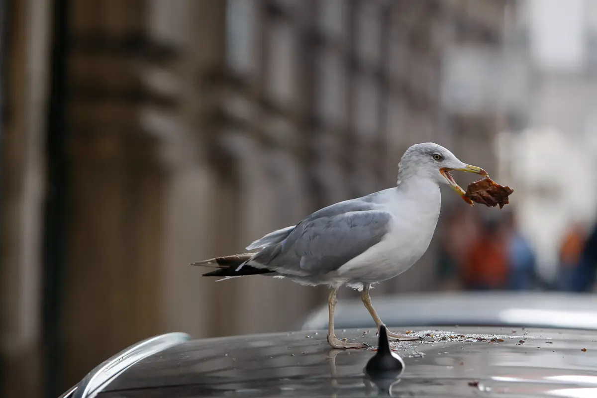 Imagem de contexto do artigo Grande Porto começa a destruir ovos de gaivota este ano