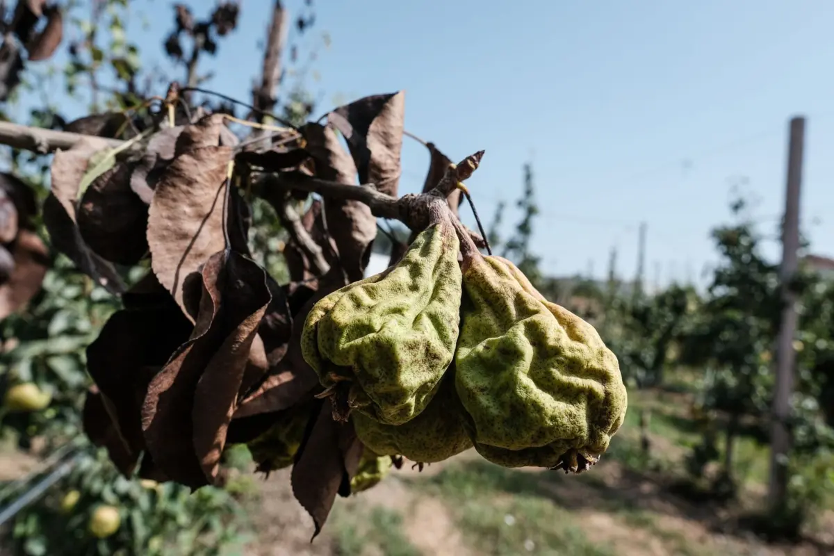 Produção de prea-rocha gravemente afetada pelo "fogo bacteriano"