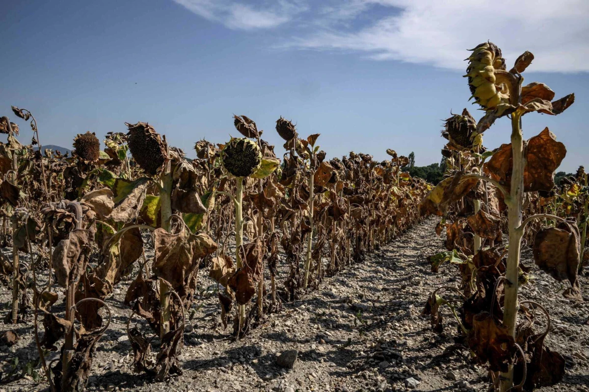 Campo de girassóis em França não resistiu à onda de calor