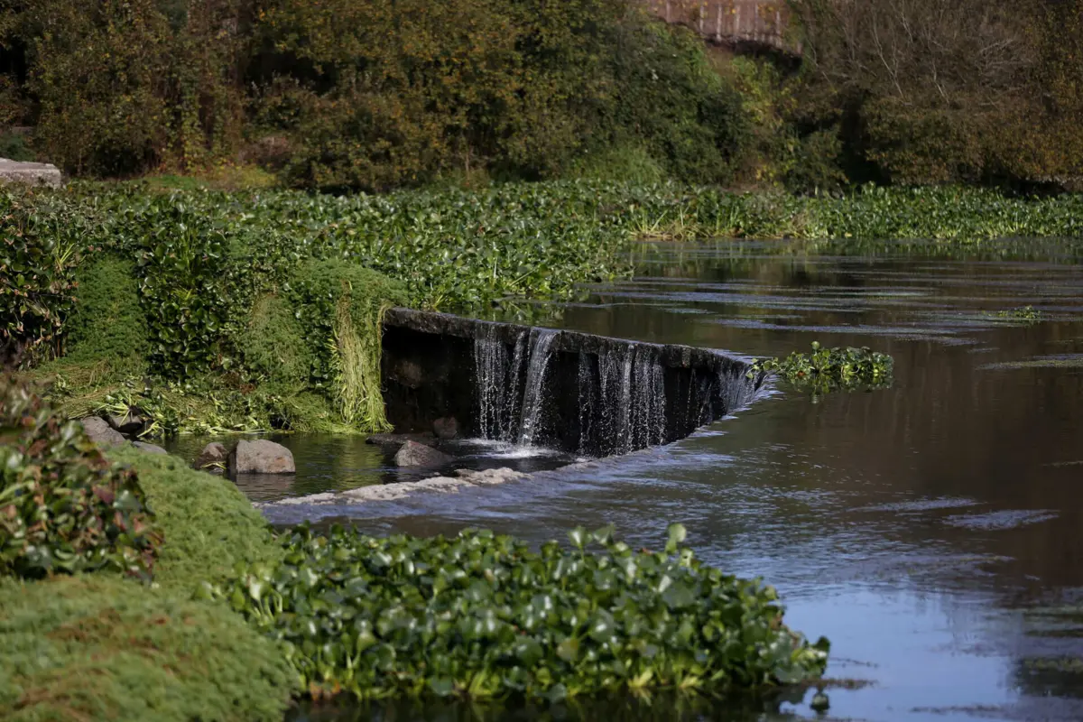 Imagem de contexto do artigo Combate aos jacintos-de-água é luta com 10 anos em Montemor-o-Velho