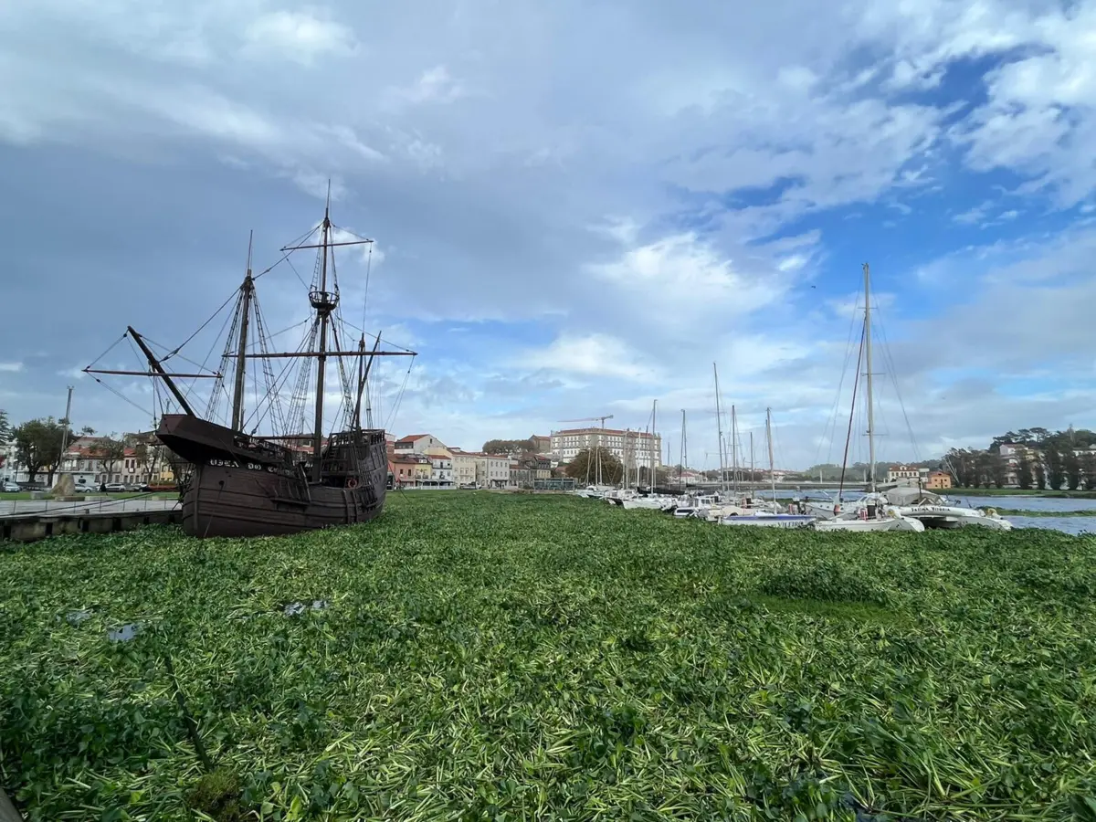 Jacinto-de-água é uma espécie invasora