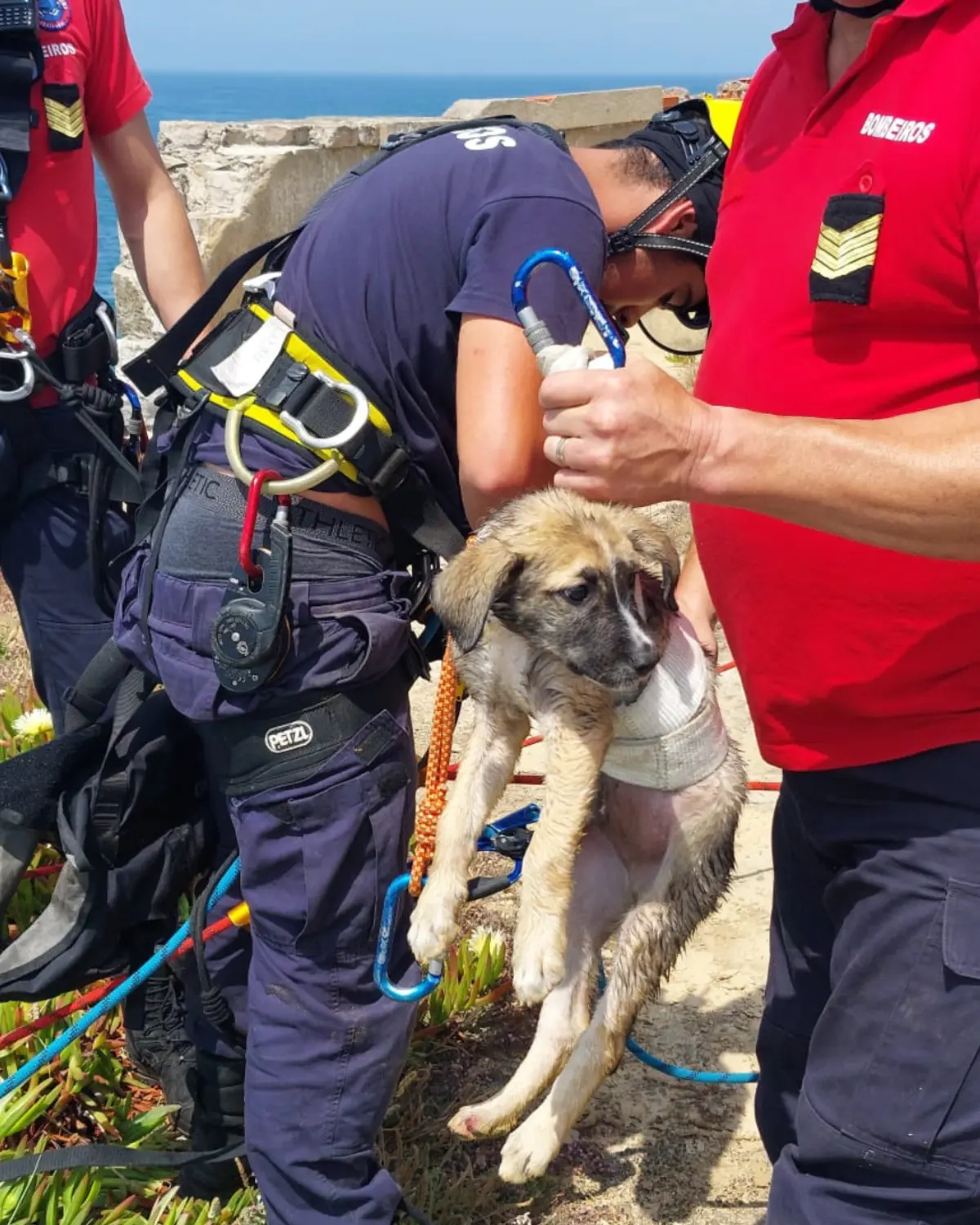 O cachorro estava sozinho na arriba e encontra-se bem de saúde