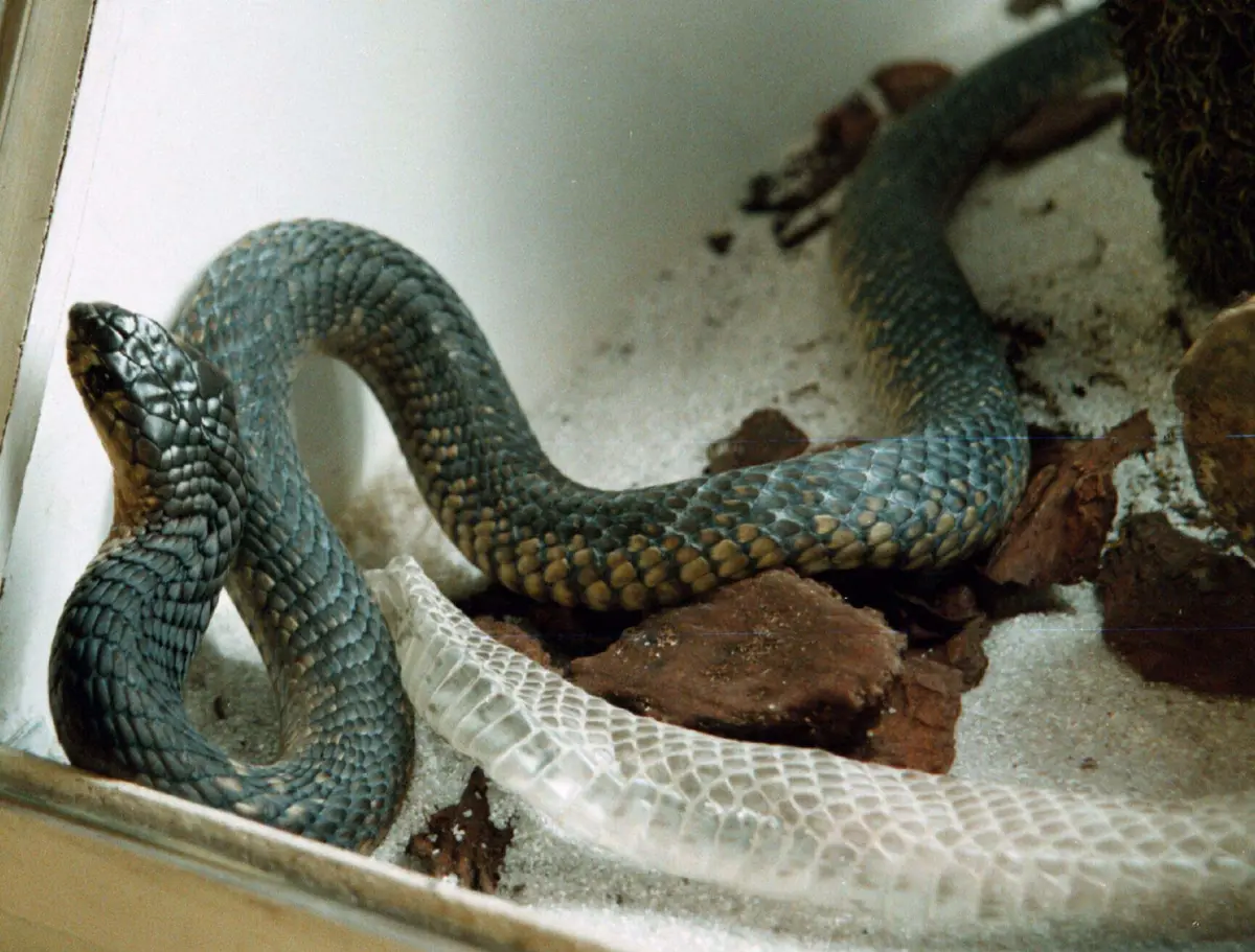 Imagem de contexto do artigo Proteínas criadas por IA neutralizam toxinas letais do veneno de cobra