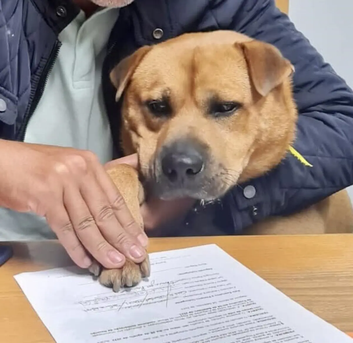 Imagem de contexto do artigo Junta de Baguim do Monte assina contrato de trabalho com cão que adotou