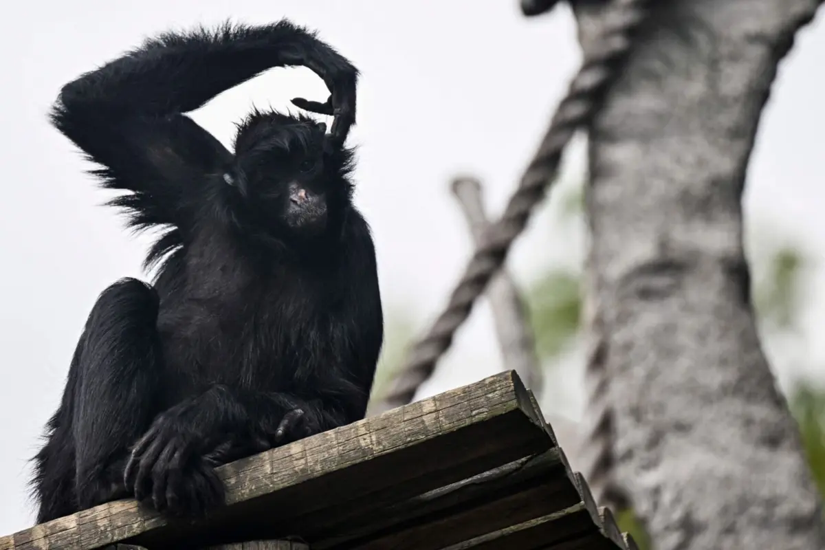 Sem avançar números, as autoridades policiais admitiram não se tratar do primeiro caso de ataques de animais na região