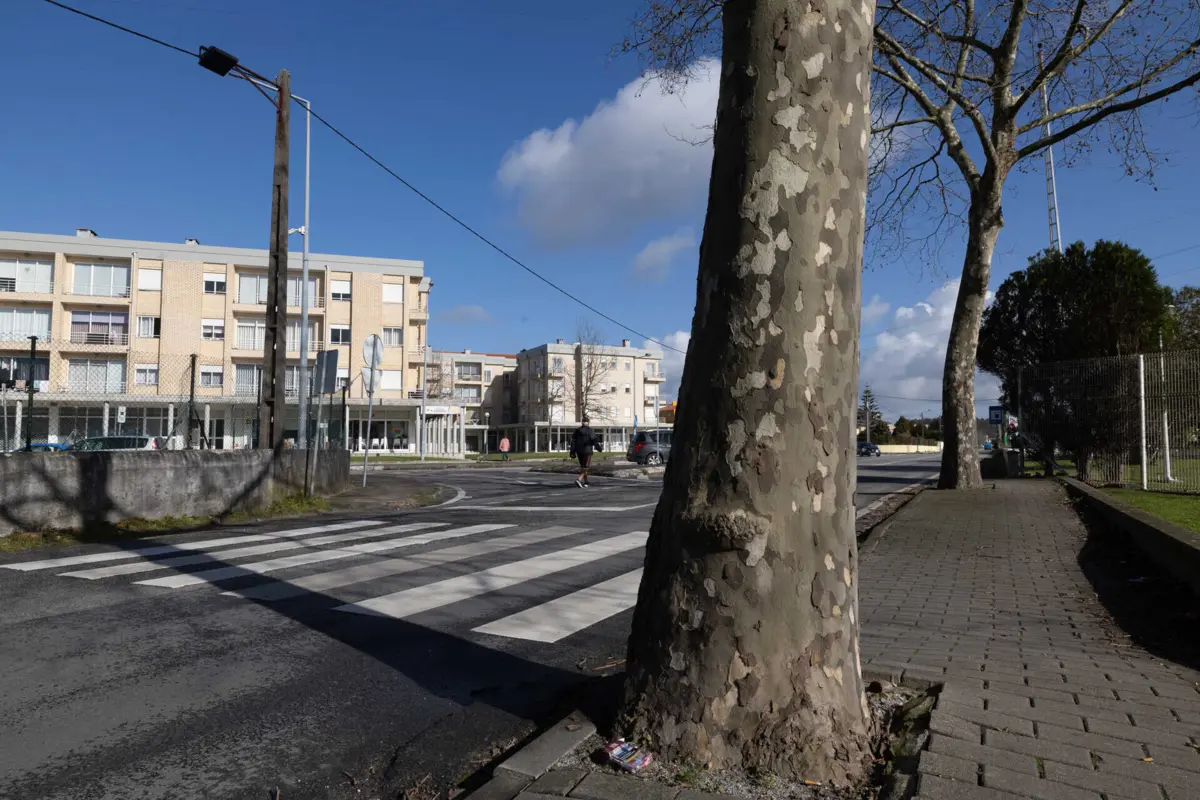 rmando Pereira da Silva, de 88 anos, morreu atropelado numa passadeira, na EN206