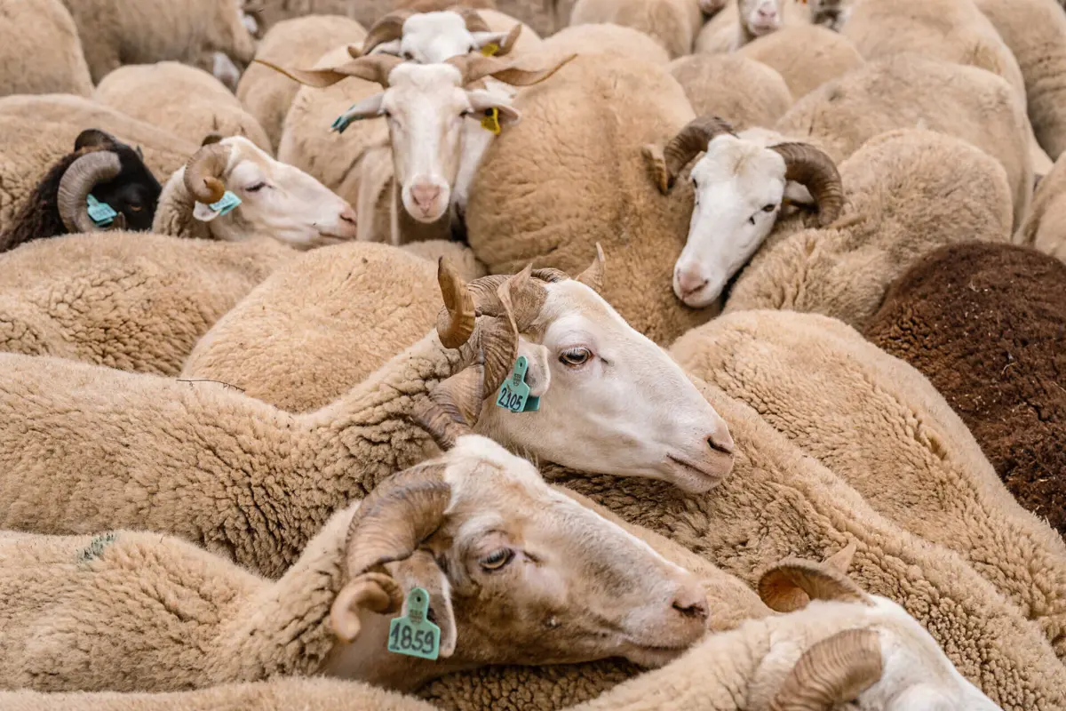 A doença dizimou, em 2024, milhares de animais em Portugal