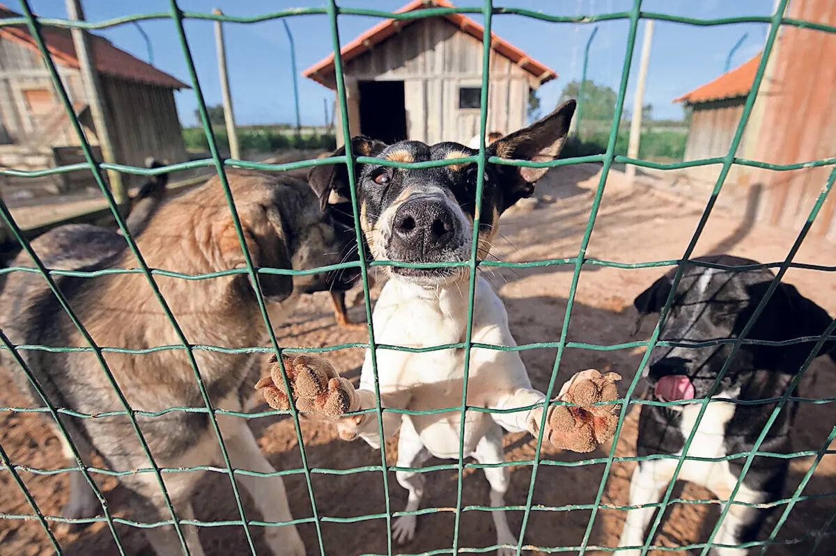 A lei estabeleceu regras apertadas para a criação e a comercialização de animais