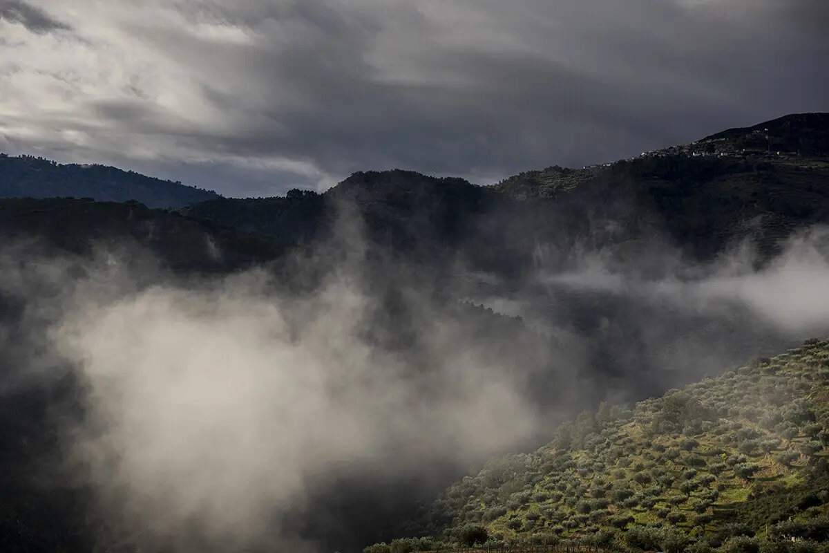 Imagem de contexto do artigo Azeite. Escasso, caro, mas bom