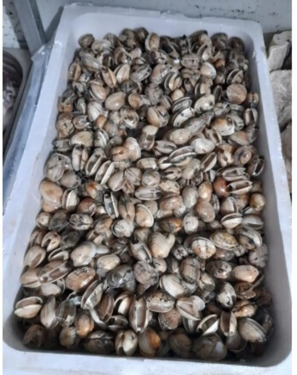 ASAE apreendeu, em julho, 400 quilos de moluscos vivos.