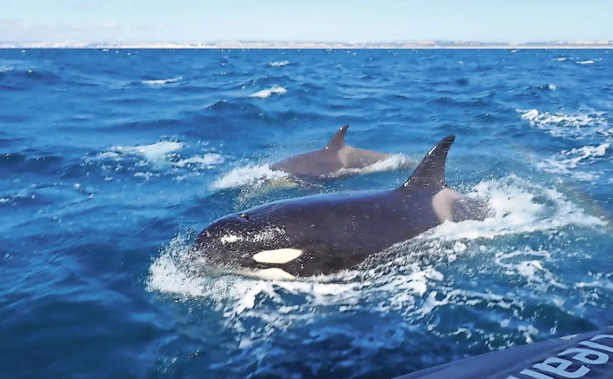 As interações que muitos tripulantes consideram ser ataques aos lemes das embarcações ainda não têm uma explicação oficial