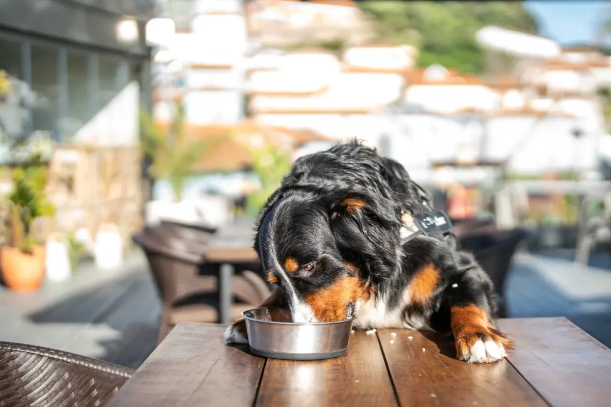 Há produtos provenientes do cânhamo, subespécie da planta canábis sativa, que podem ser usados na alimentação animal