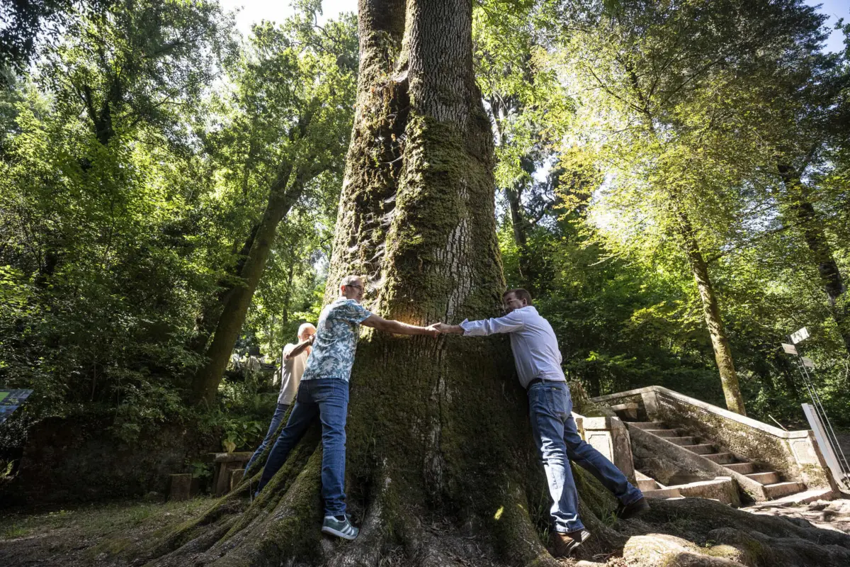 Abraçar uma árvore em conjunto é um dos exercícios utilizados para reduzir o ritmo cardíaco
