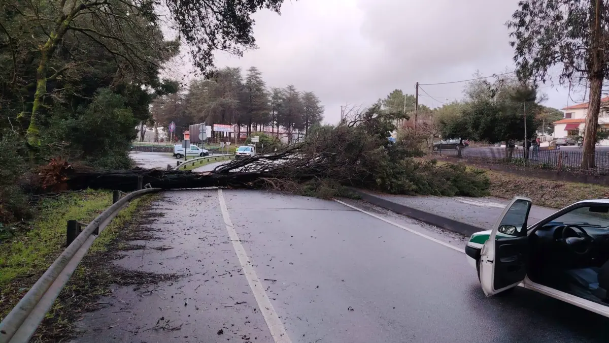 Imagem de contexto do artigo Queda de árvore corta trânsito na EN13 em Esposende