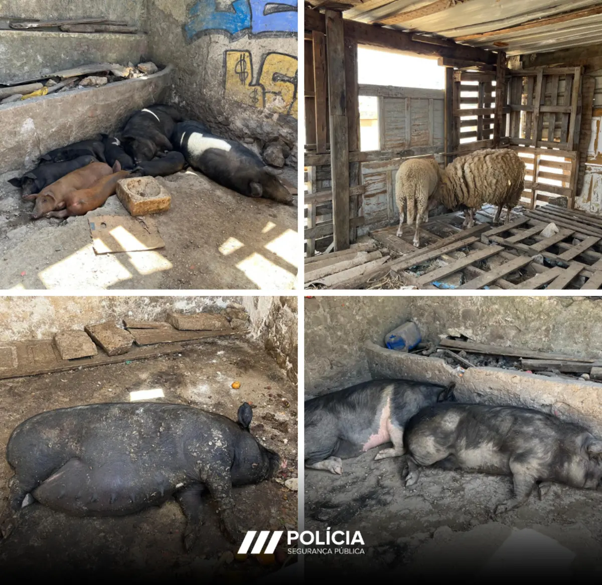 Pecuária não tinha as condições exigidas por lei para acolher animais