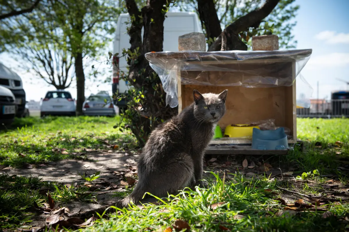 Abrigos improvisados pelos moradores para protegerem os animais